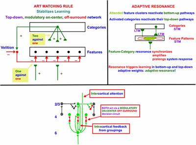 Developmental Designs and Adult Functions of Cortical Maps in Multiple Modalities: Perception, Attention, Navigation, Numbers, Streaming, Speech, and Cognition